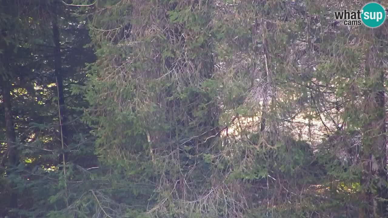 Spletna kamera Lukanja – Water Village | Pohorje Houses