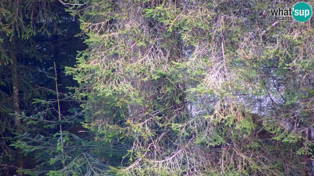 Webcam Lukanja – Pohorje houses a Water village