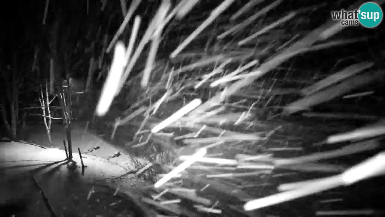 Webcam Lukanja – Water Village | Pohorje Houses