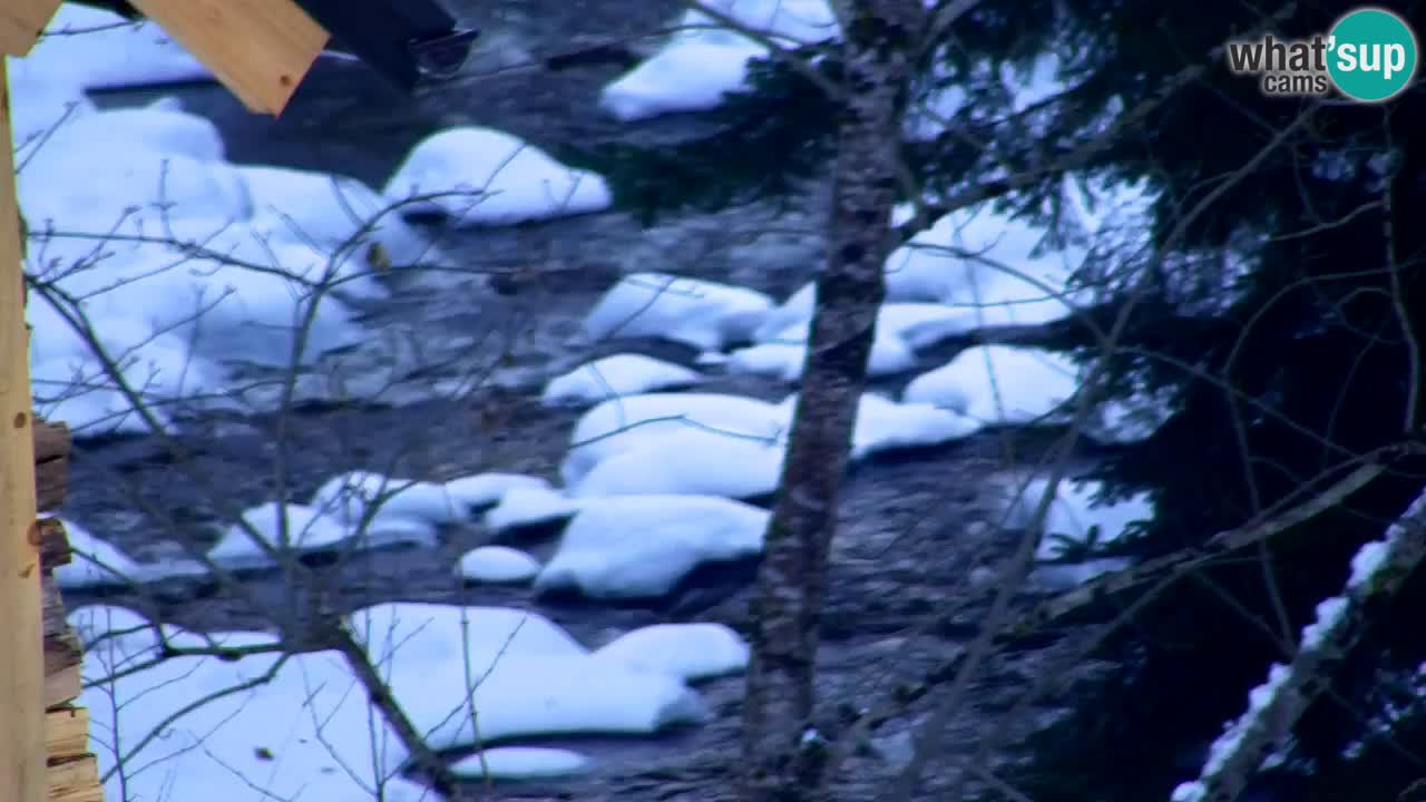 Webcam Lukanja – Water Village | Pohorje Houses