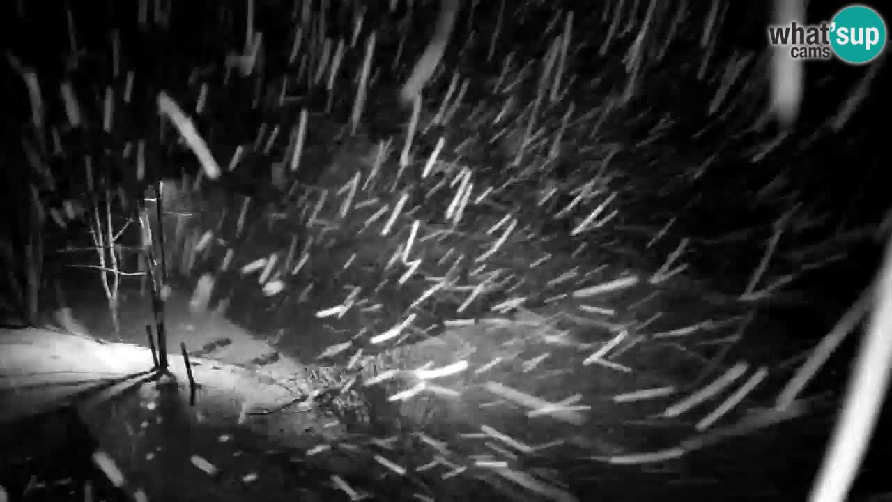 Web kamera Lukanja – Water Village | Pohorje Houses