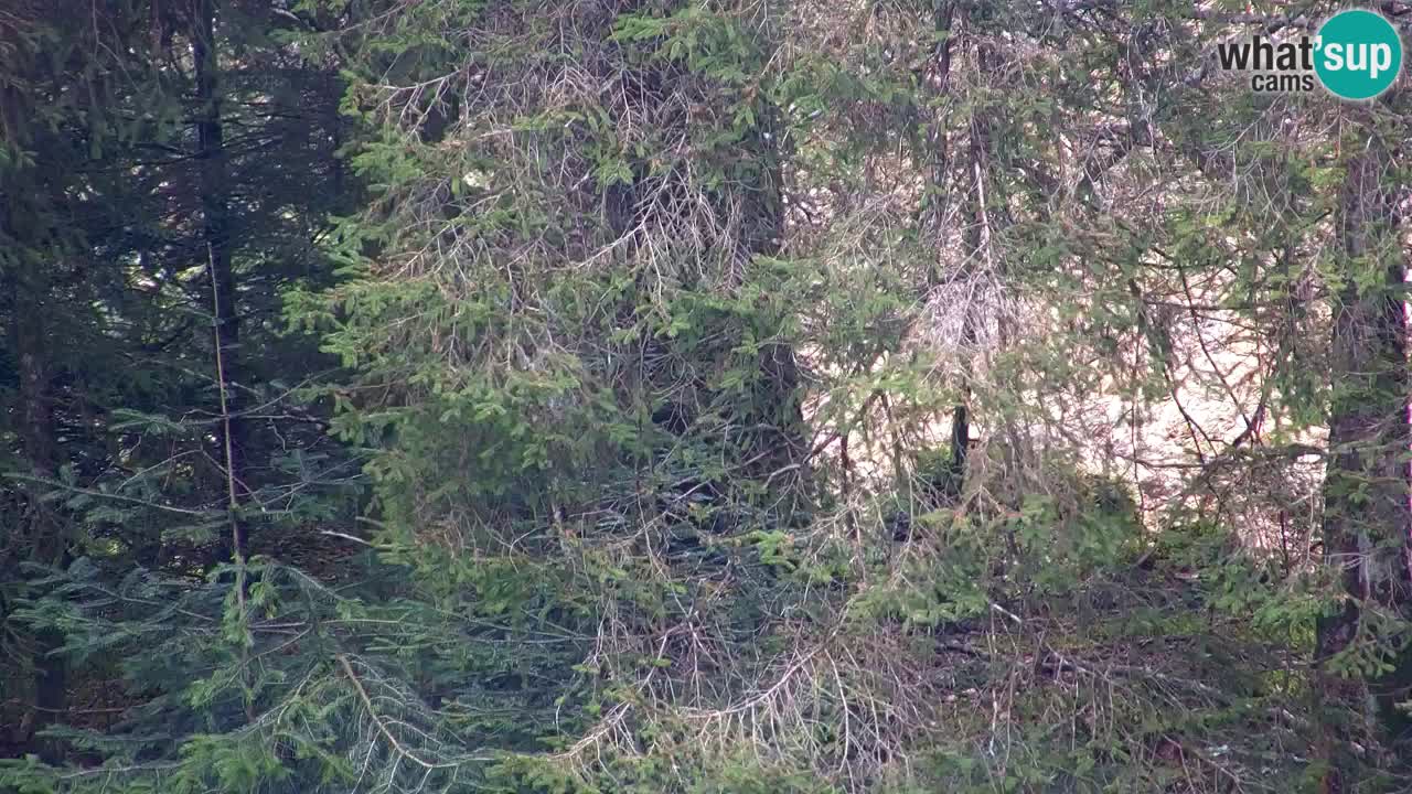 Webcam Lukanja – Pohorje houses a Water village