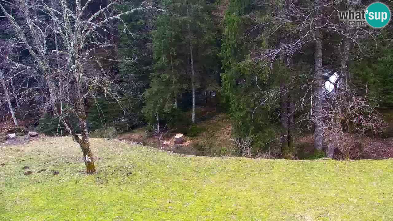 Webcam Lukanja – Water Village | Pohorje Houses