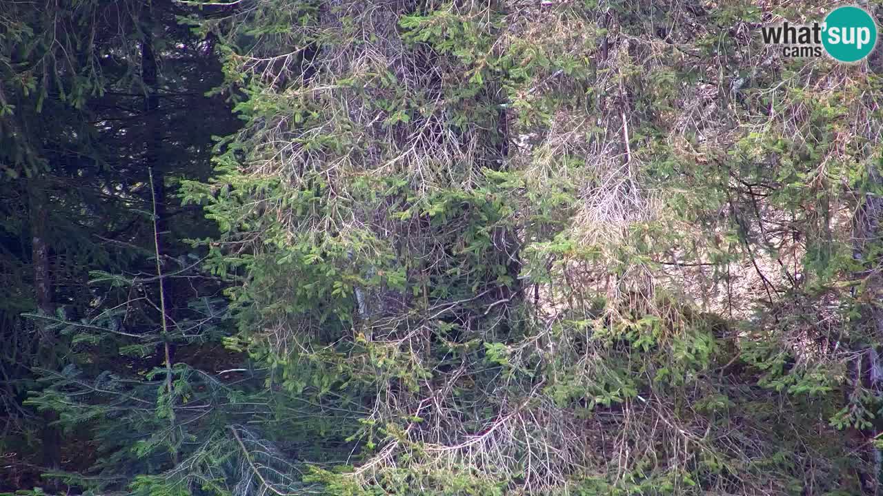 Webcam Lukanja – Pohorje houses a Water village