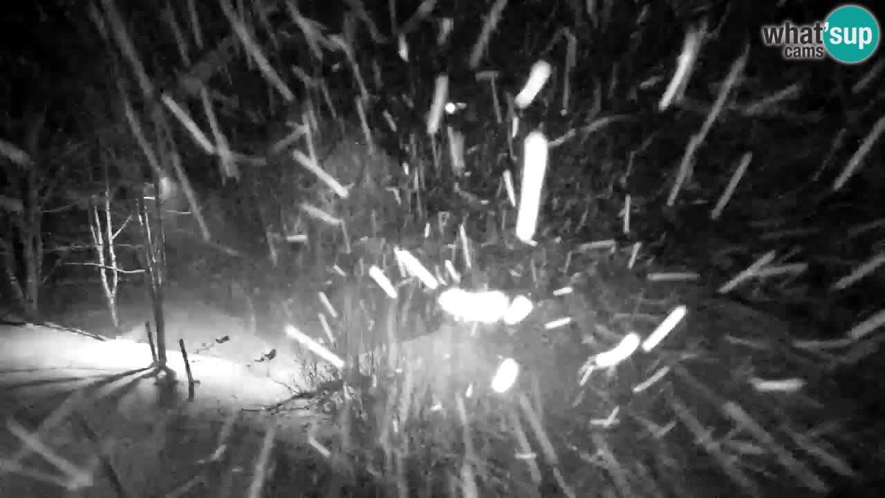 Webcam Lukanja – Pohorje houses a Water village