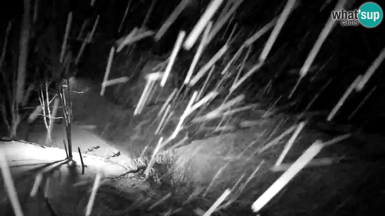 Webcam Lukanja – Pohorje houses a Water village