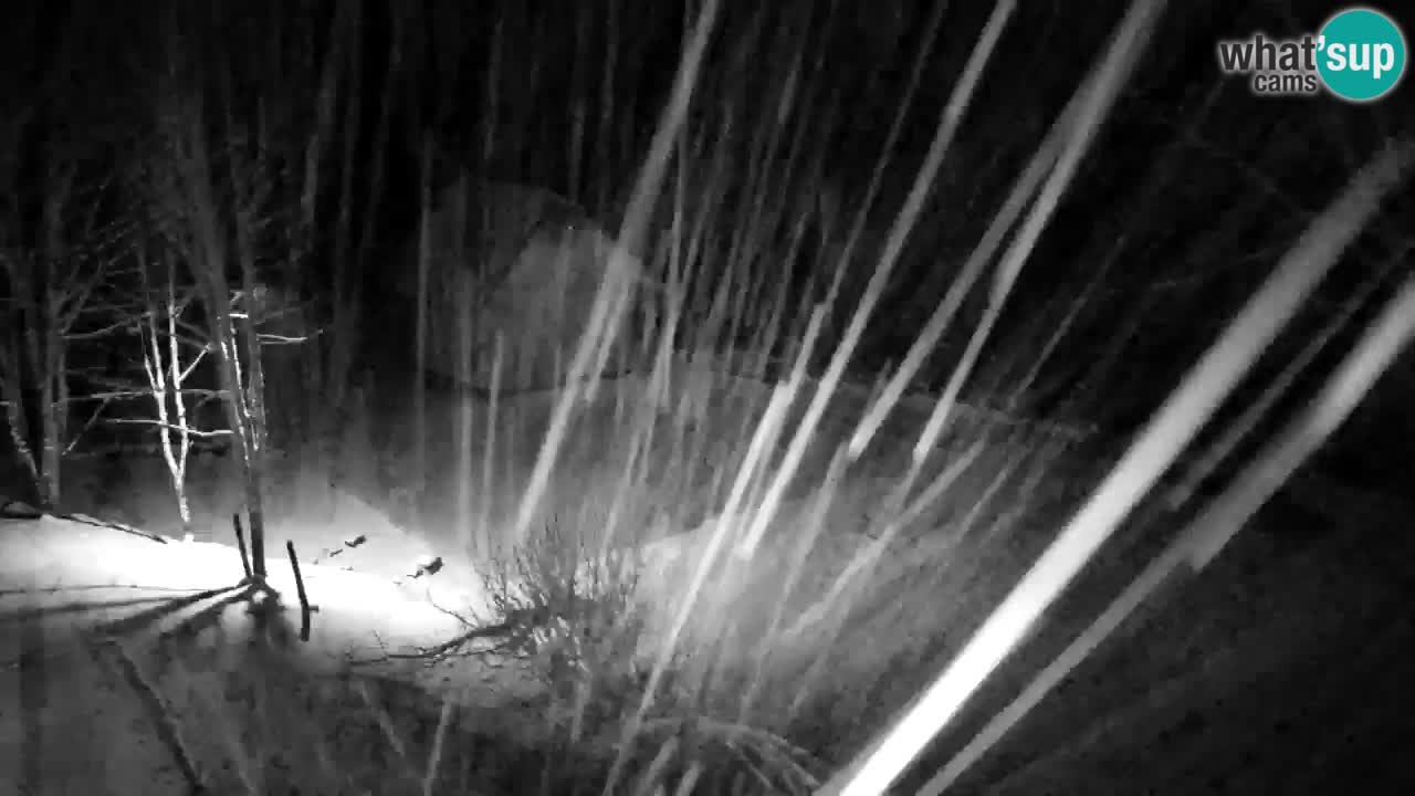 Web kamera Lukanja – Water Village | Pohorje Houses