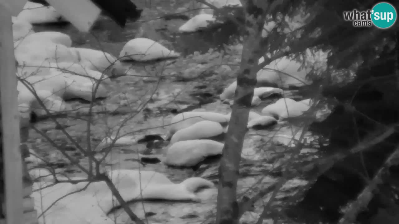 Webcam Lukanja – Water Village | Pohorje Houses