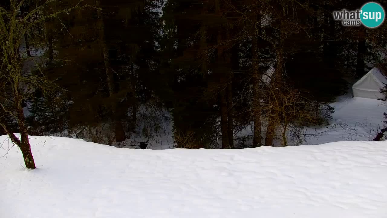 Webcam Lukanja – Water Village | Pohorje Houses