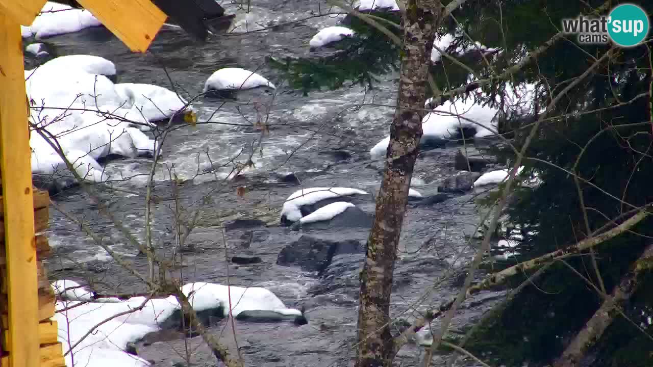 Webcam Lukanja – Water Village | Pohorje Houses
