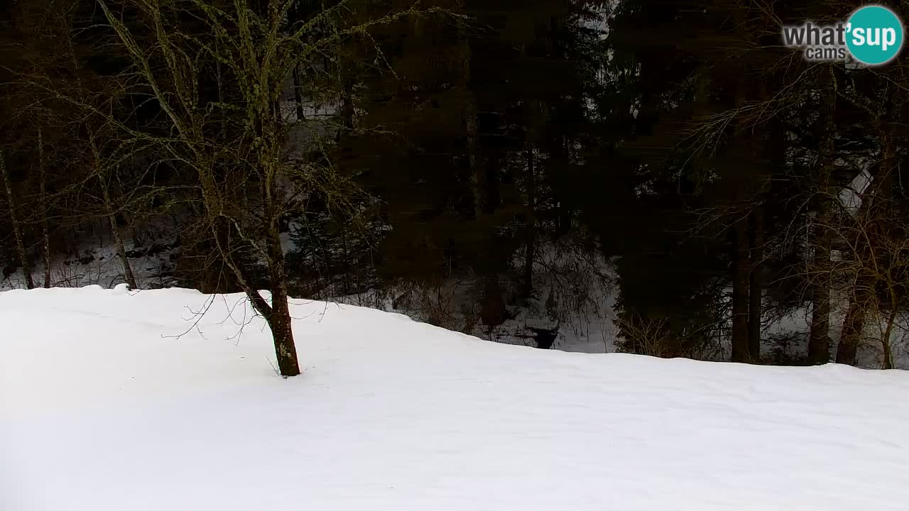 Webcam Lukanja – Water Village | Pohorje Houses