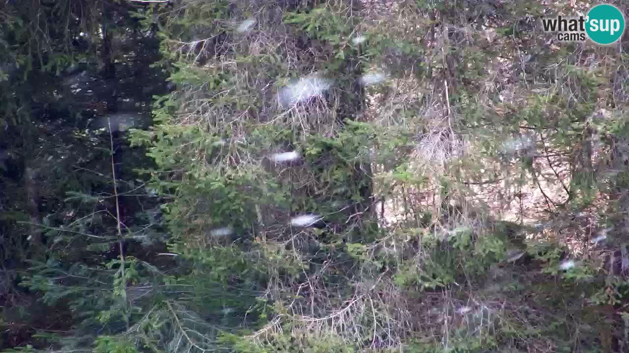 Webcam Lukanja – Water Village | Pohorje Houses