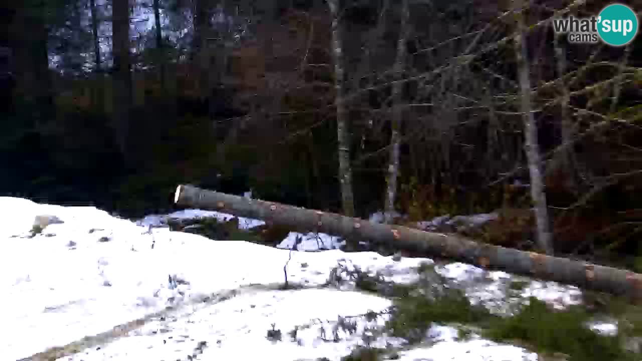 Webcam Lukanja – Water Village | Pohorje Houses