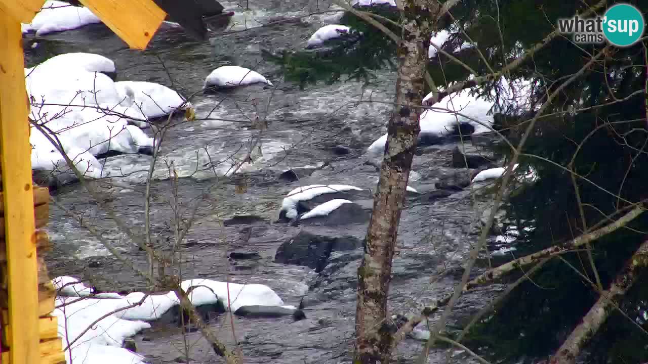 Webcam Lukanja – Water Village | Pohorje Houses