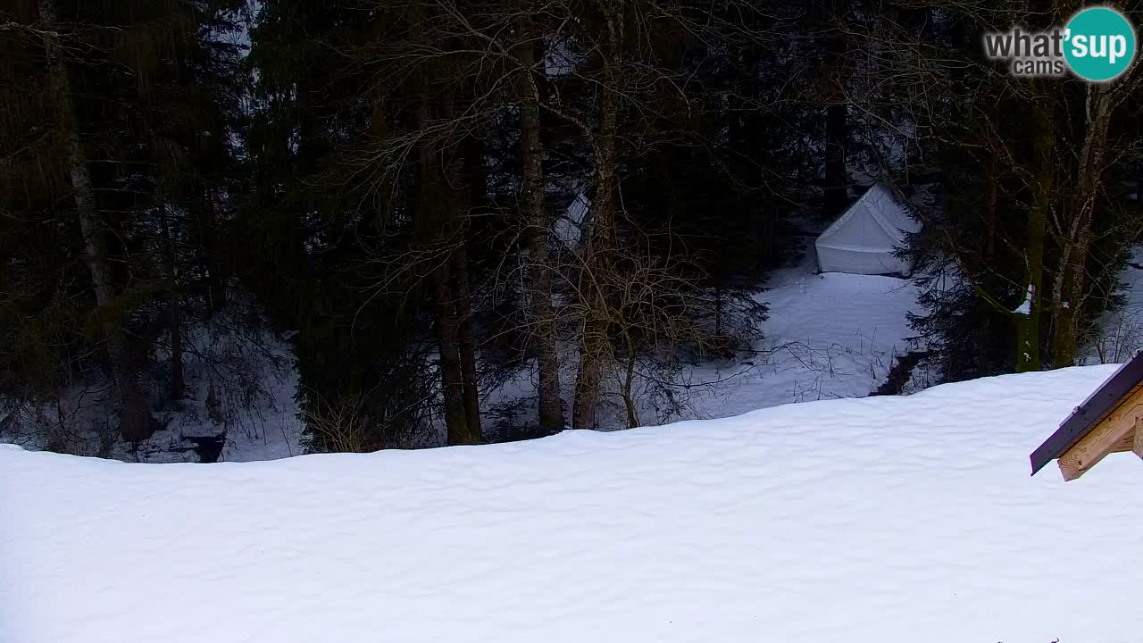 Web kamera Lukanja – Water Village | Pohorje Houses
