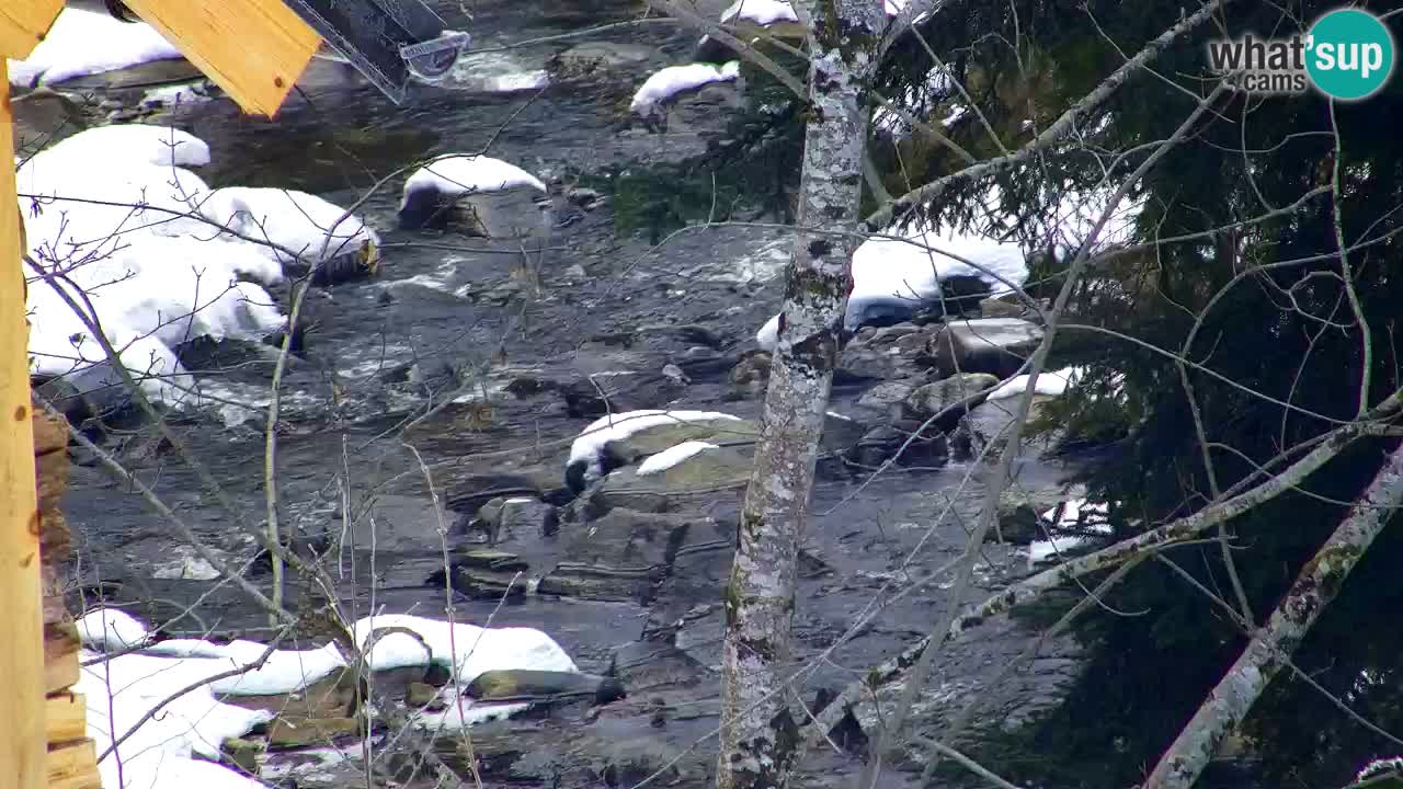 Webcam Lukanja – Pohorje houses a Water village