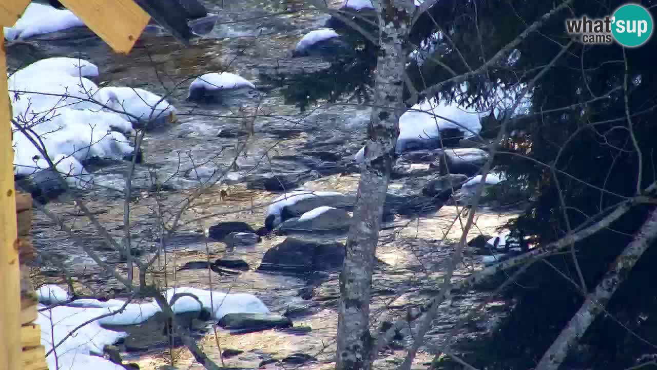 Webcam Lukanja – Water Village | Pohorje Houses