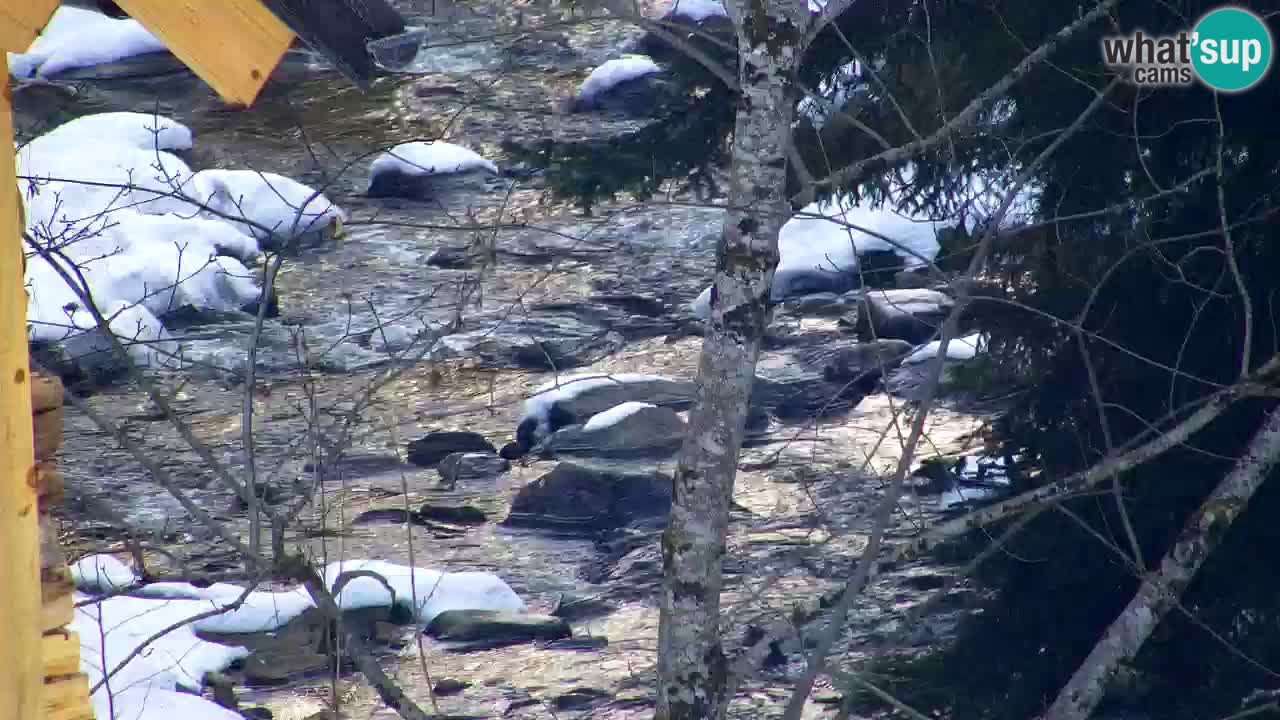 Webcam Lukanja – Water Village | Pohorje Houses