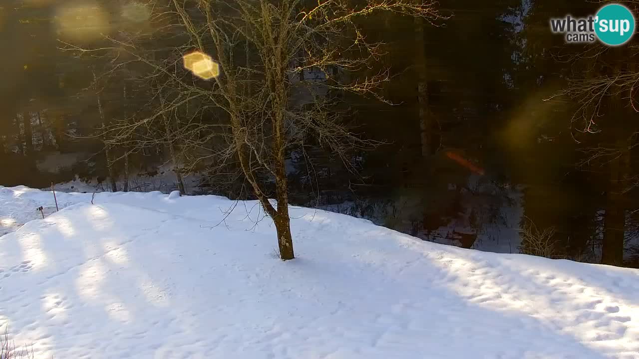 Webcam Lukanja – Water Village | Pohorje Houses