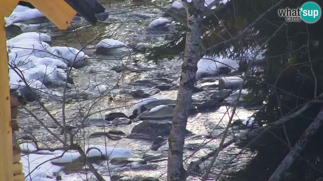 Webcam Lukanja – Water Village | Pohorje Houses