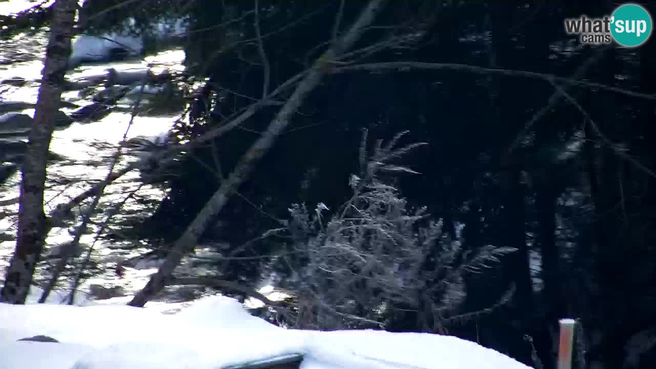 Webcam Lukanja – Water Village | Pohorje Houses