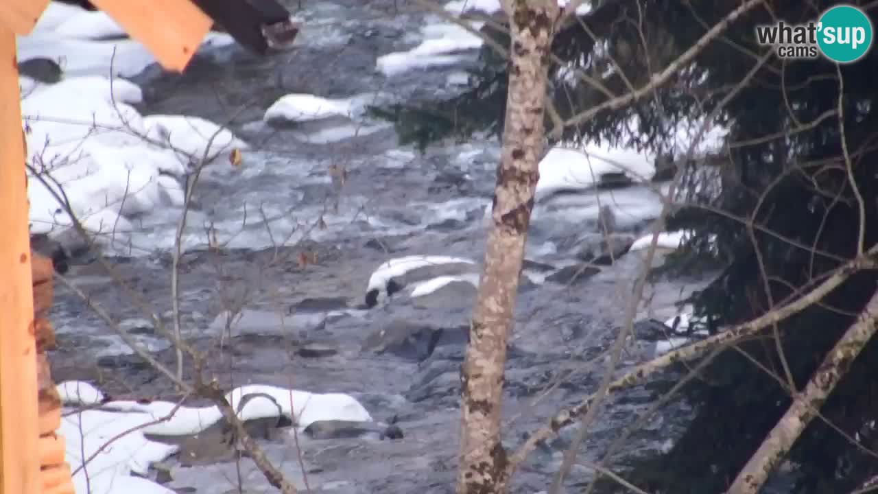 Webcam Lukanja – Water Village | Pohorje Houses