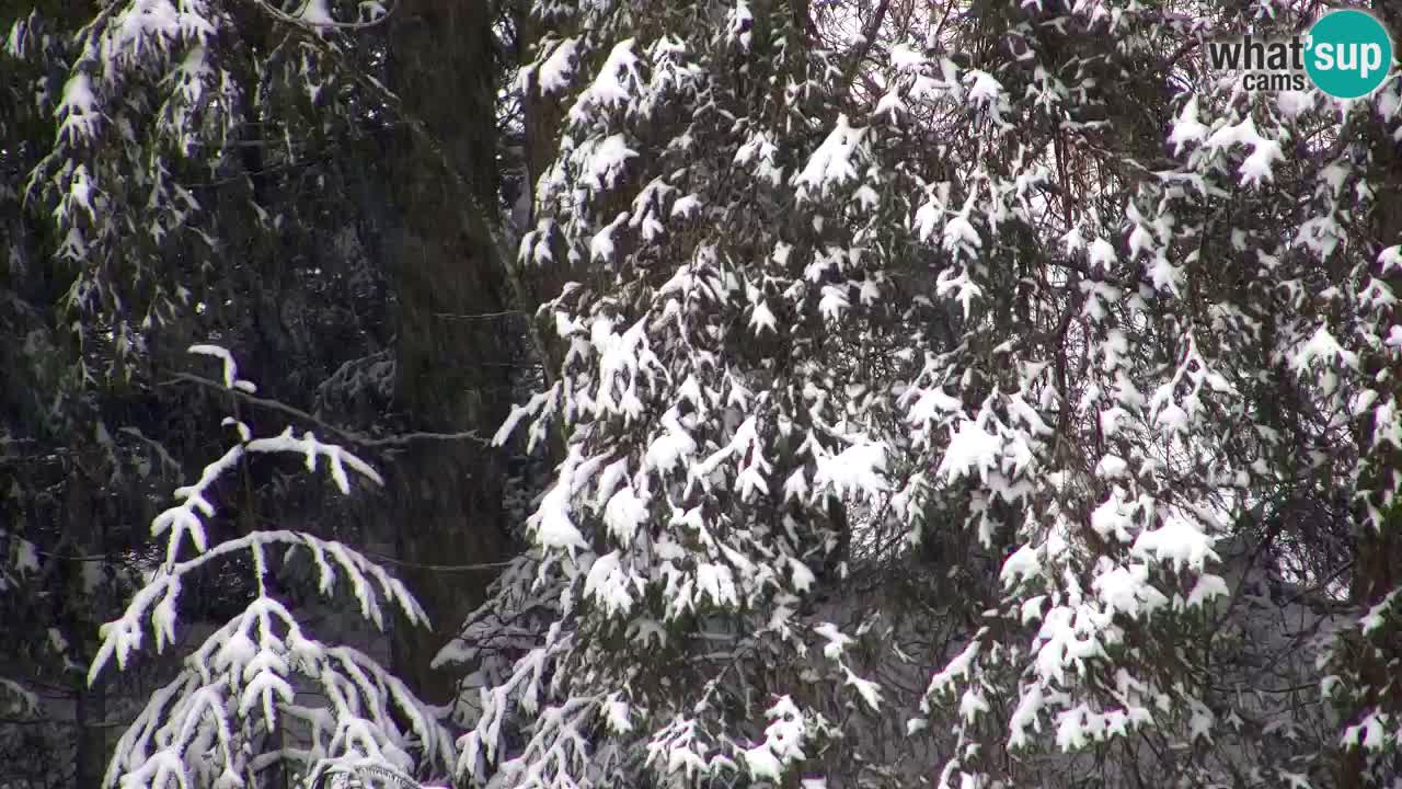 Spletna kamera Lukanja – Water Village | Pohorje Houses