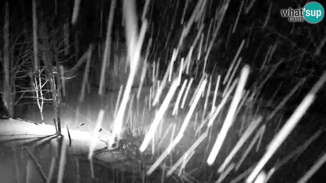 Spletna kamera Lukanja – Water Village | Pohorje Houses