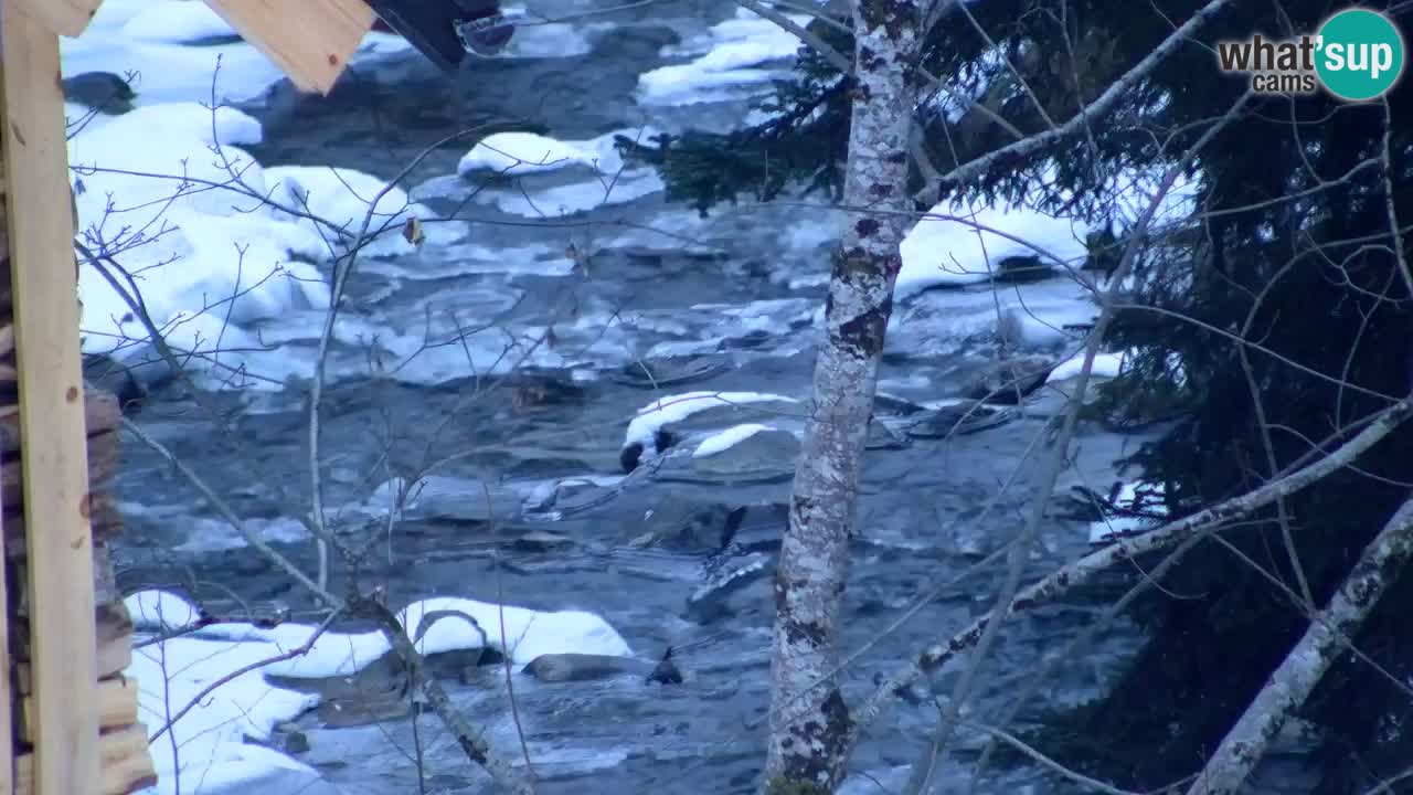 Webcam Lukanja – Pohorje houses a Water village