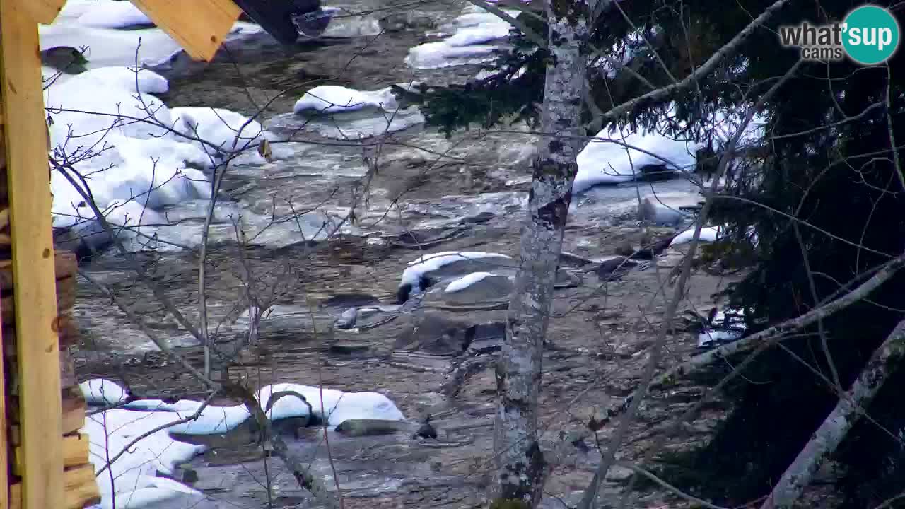 Webcam Lukanja – Pohorje houses a Water village