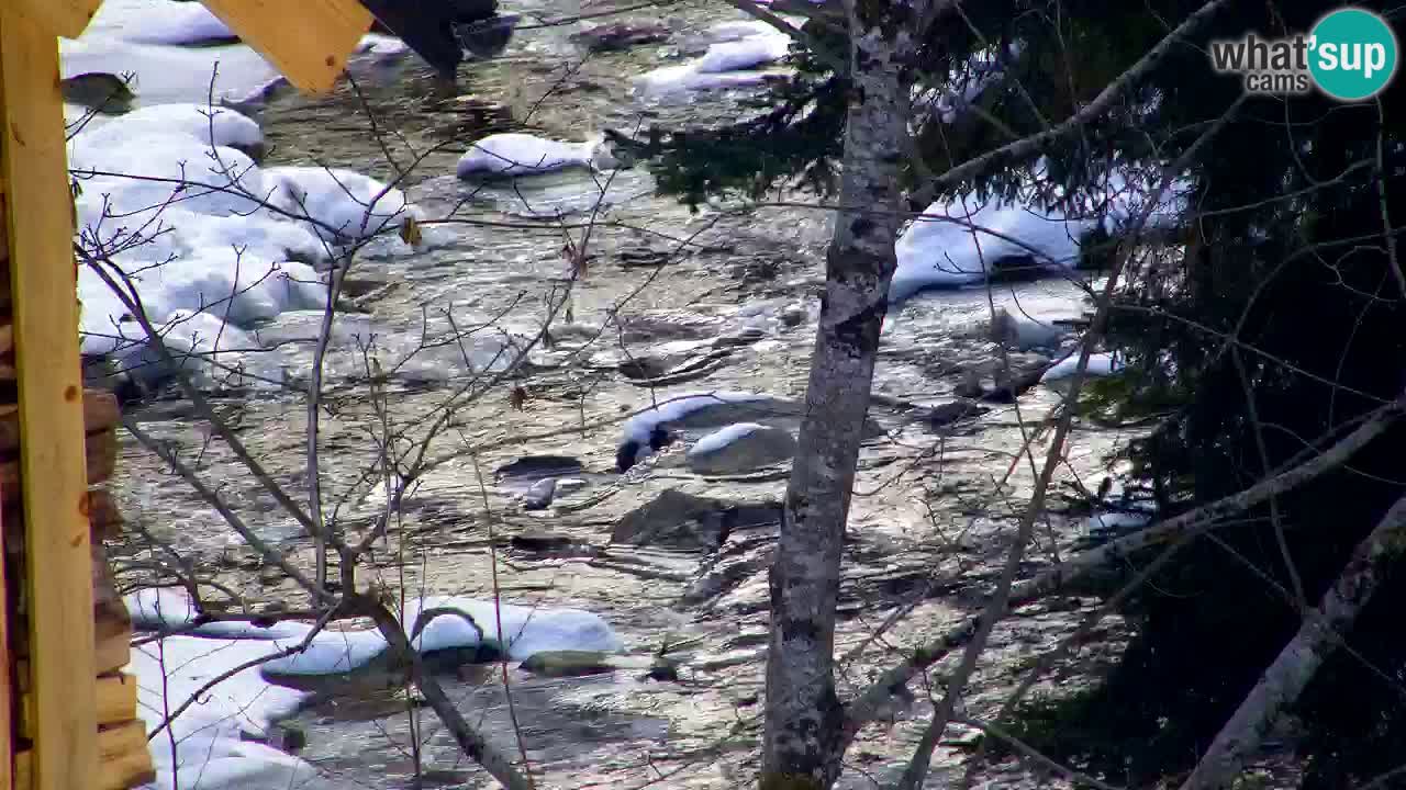 Webcam Lukanja – Water Village | Pohorje Houses