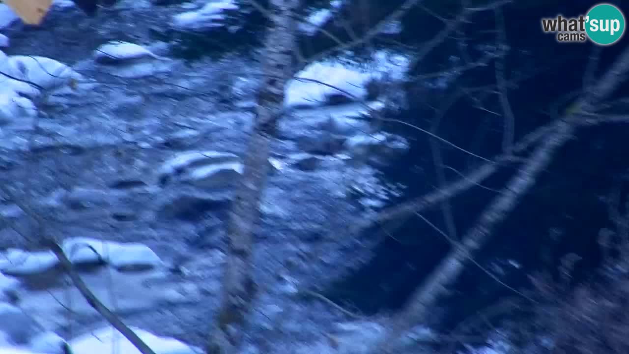 Webcam Lukanja – Water Village | Pohorje Houses