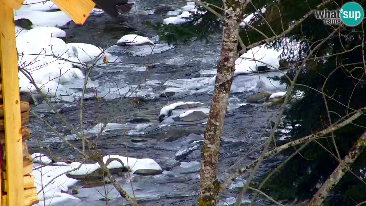 Webcam Lukanja – Water Village | Pohorje Houses