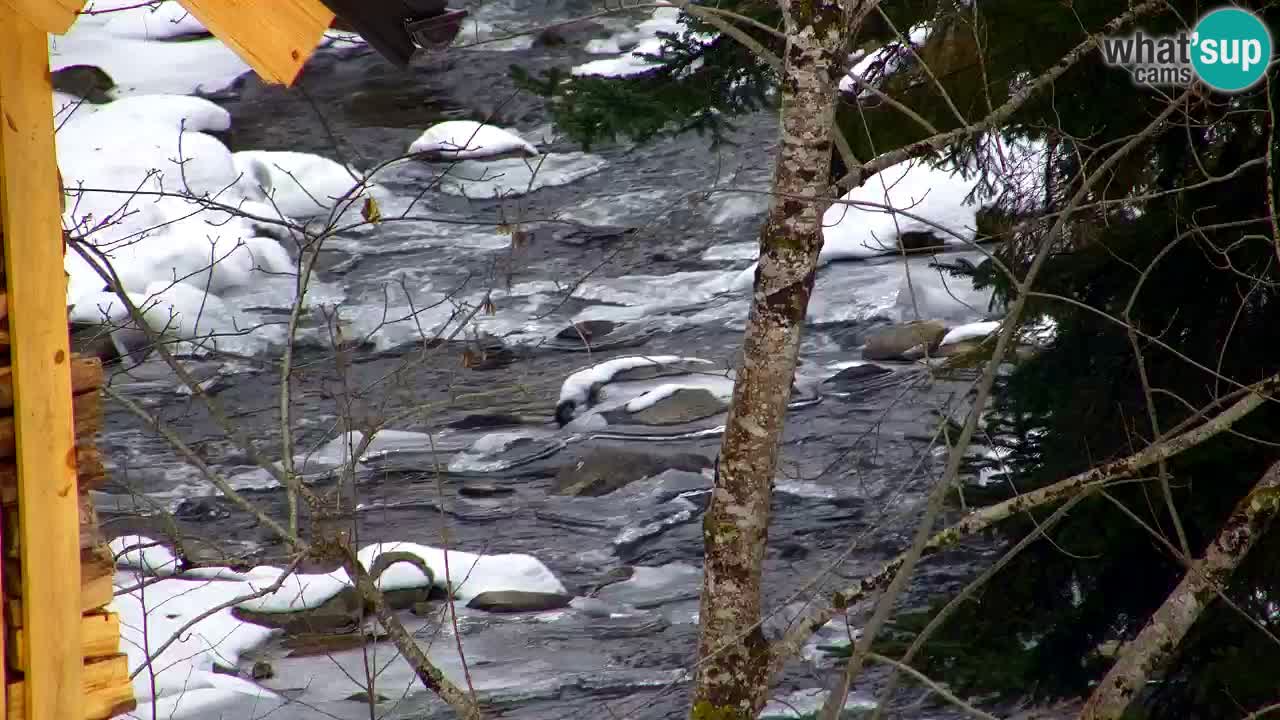 Webcam Lukanja – Water Village | Pohorje Houses