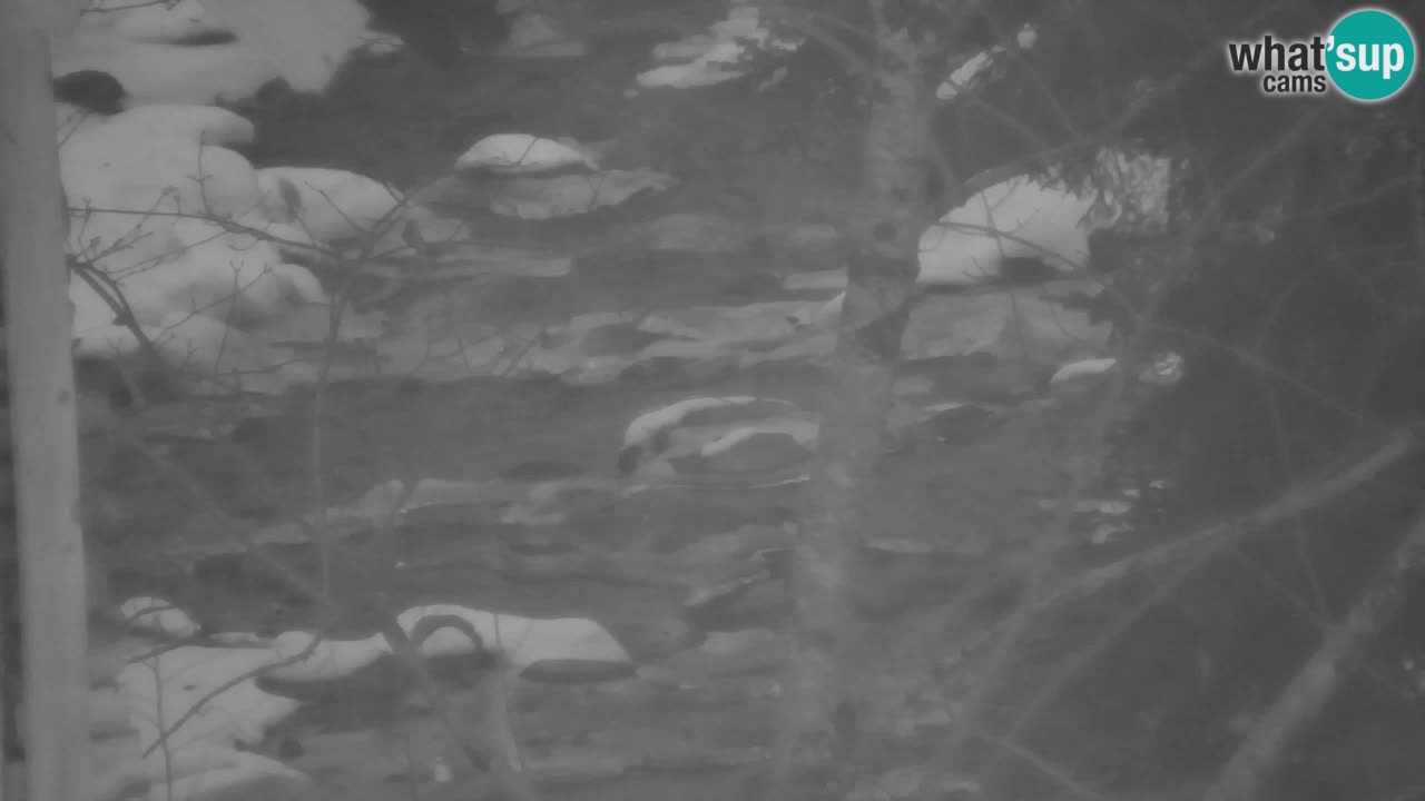 Webcam Lukanja – Water Village | Pohorje Houses