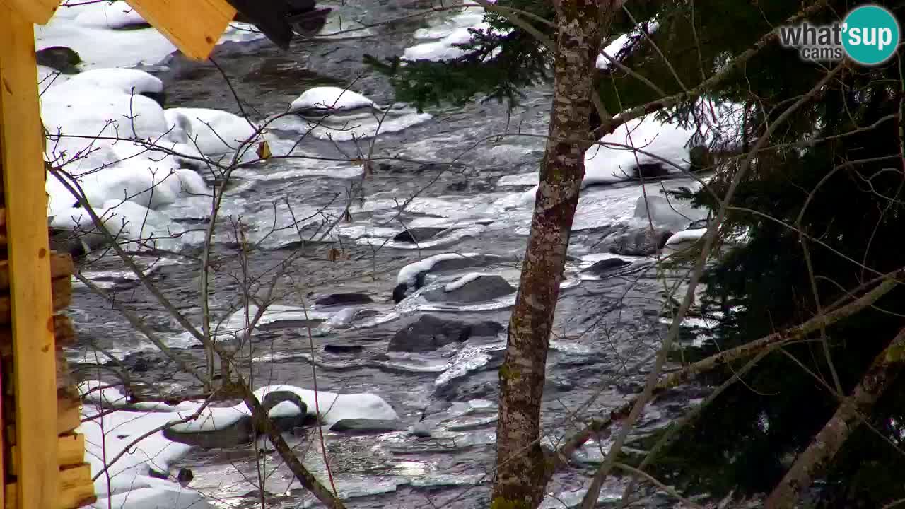 Webcam Lukanja – Water Village | Pohorje Houses