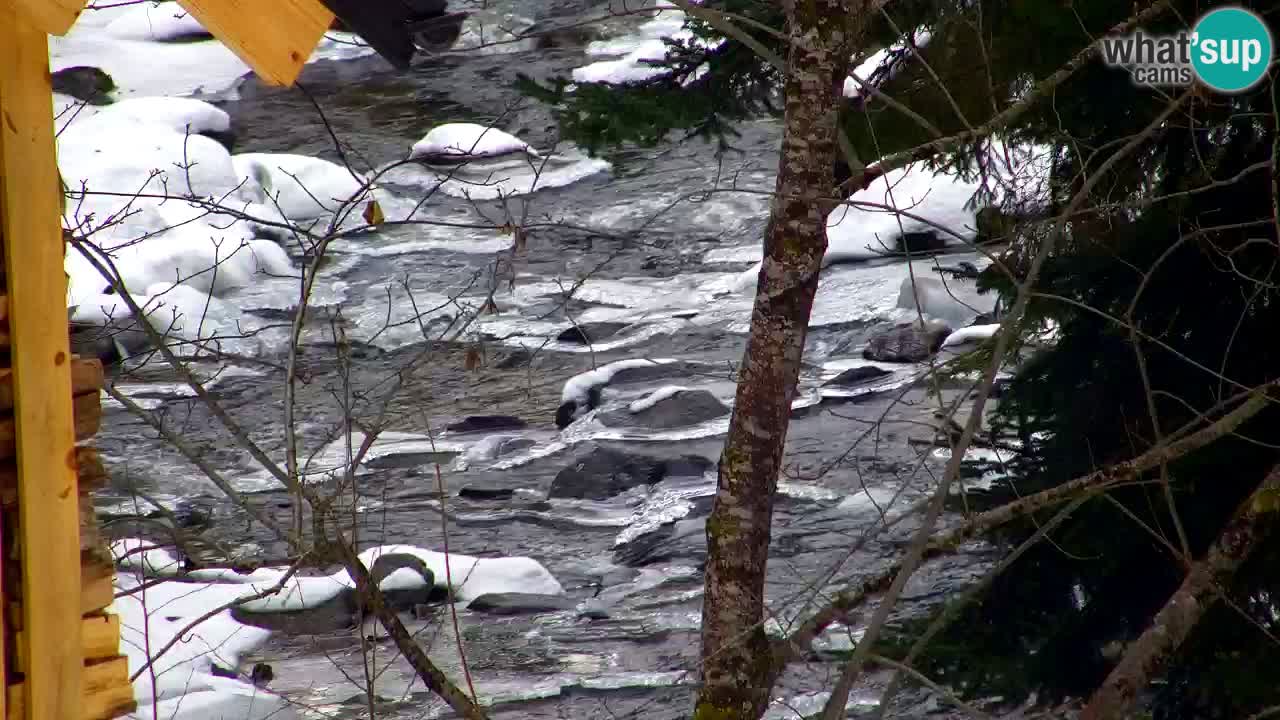 Webcam Lukanja – Water Village | Pohorje Houses