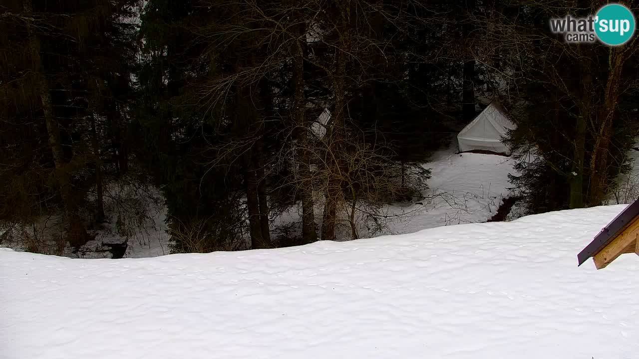 Webcam Lukanja – Water Village | Pohorje Houses