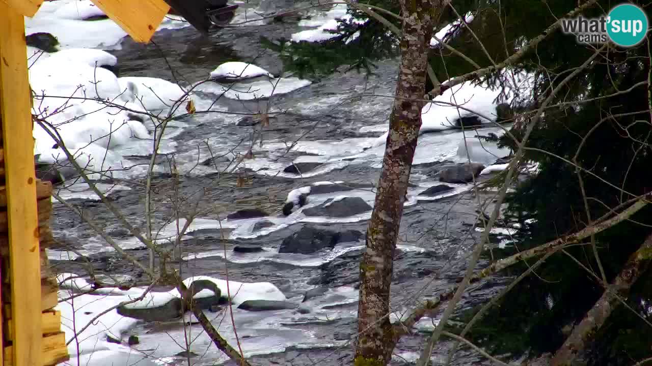 Spletna kamera Lukanja – Water Village | Pohorje Houses