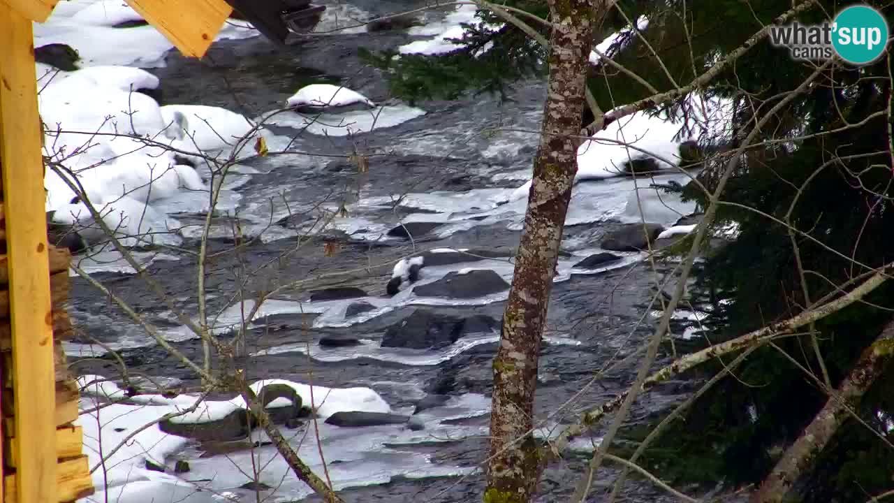 Webcam Lukanja – Pohorje houses a Water village