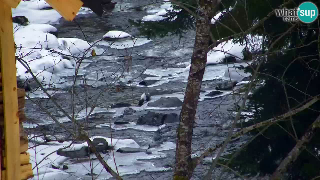 Webcam Lukanja – Water Village | Pohorje Houses