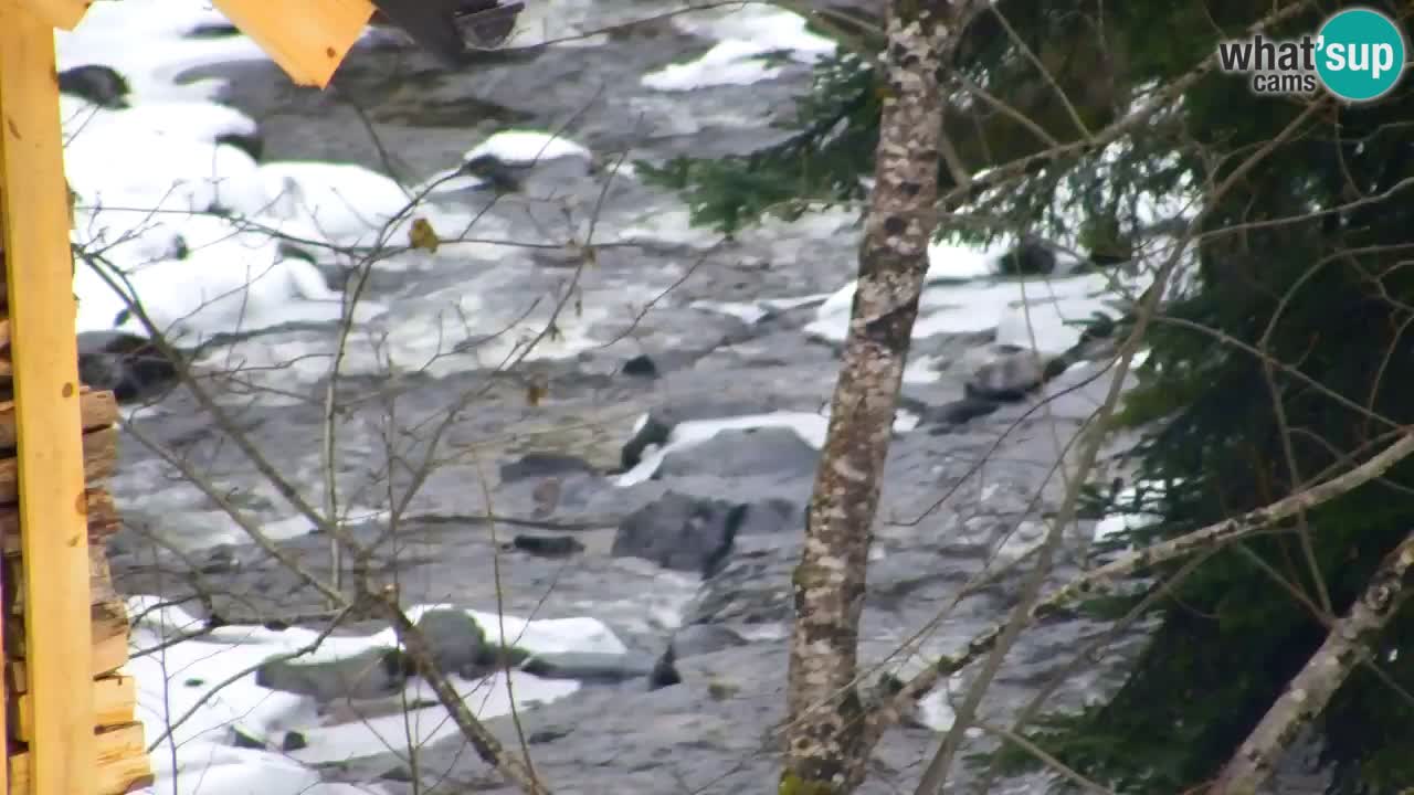 Webcam Lukanja – Pohorje houses a Water village