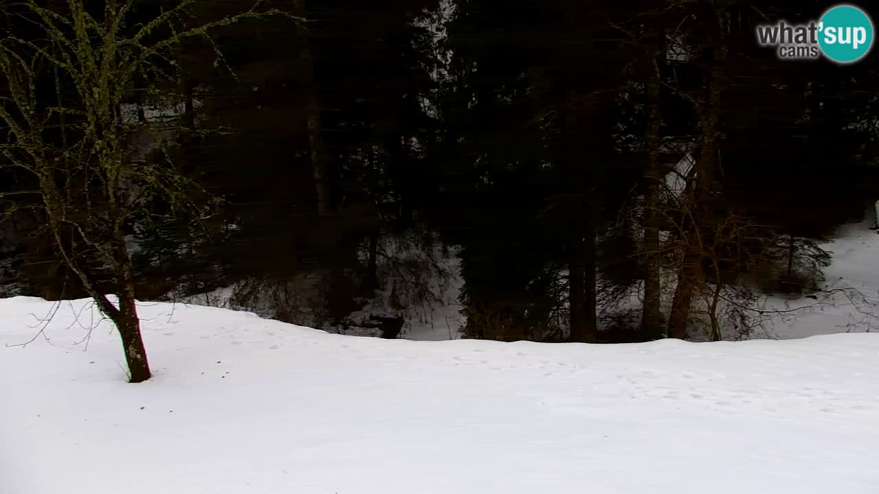 Web kamera Lukanja – Water Village | Pohorje Houses