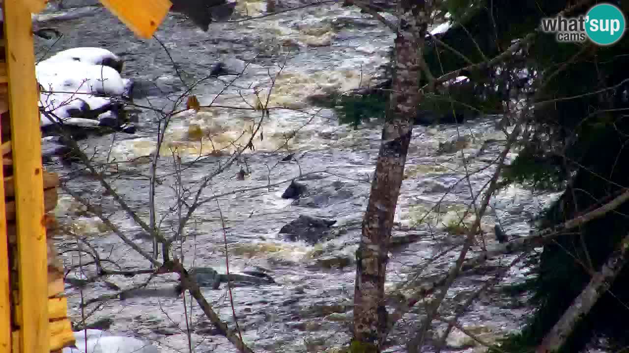 Webcam Lukanja – Water Village | Pohorje Houses