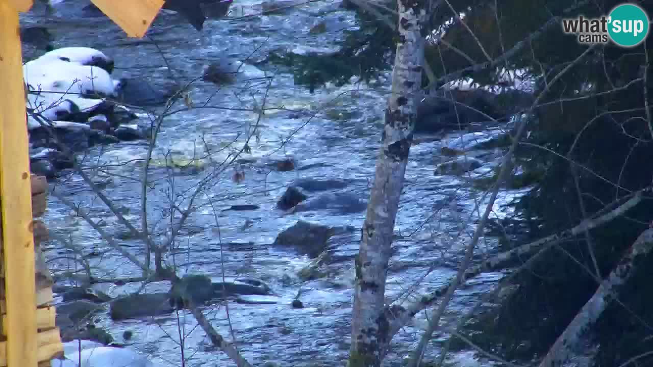 Spletna kamera Lukanja – Water Village | Pohorje Houses