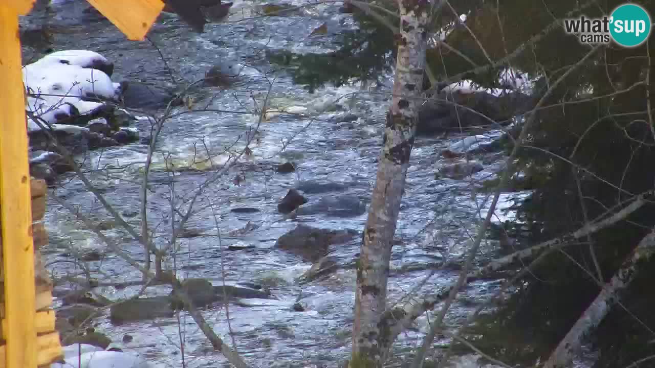 Webcam Lukanja – Water Village | Pohorje Houses