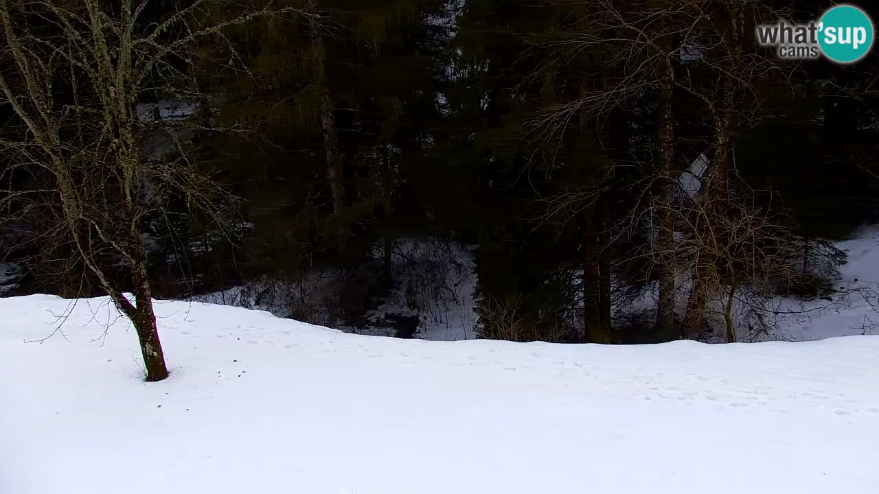 Web kamera Lukanja – Water Village | Pohorje Houses