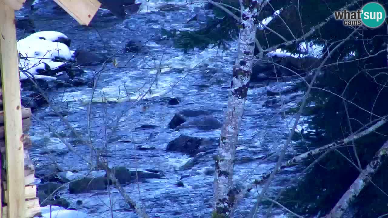 Webcam Lukanja – Water Village | Pohorje Houses