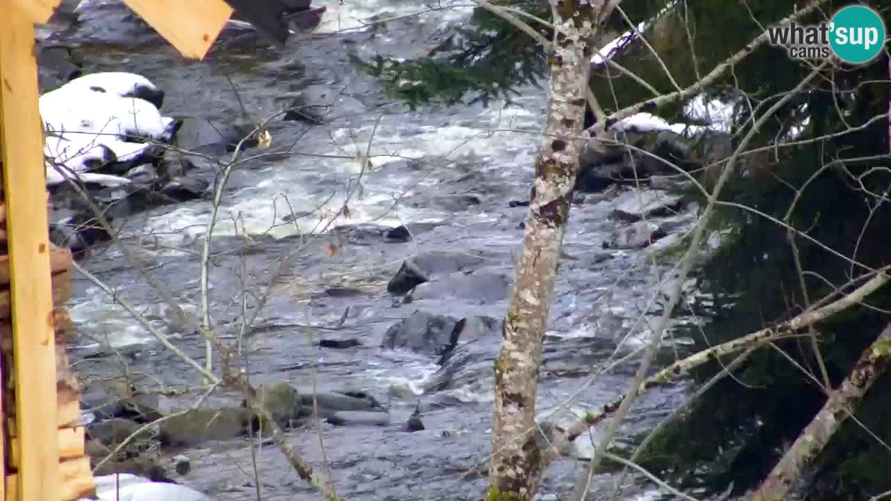 Webcam Lukanja – Pohorje houses a Water village