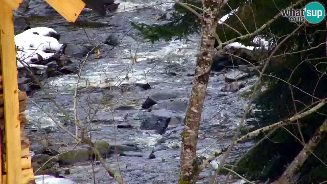 Webcam Lukanja – Pohorje houses a Water village